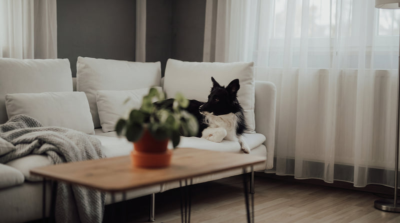 Perro calmado en casa