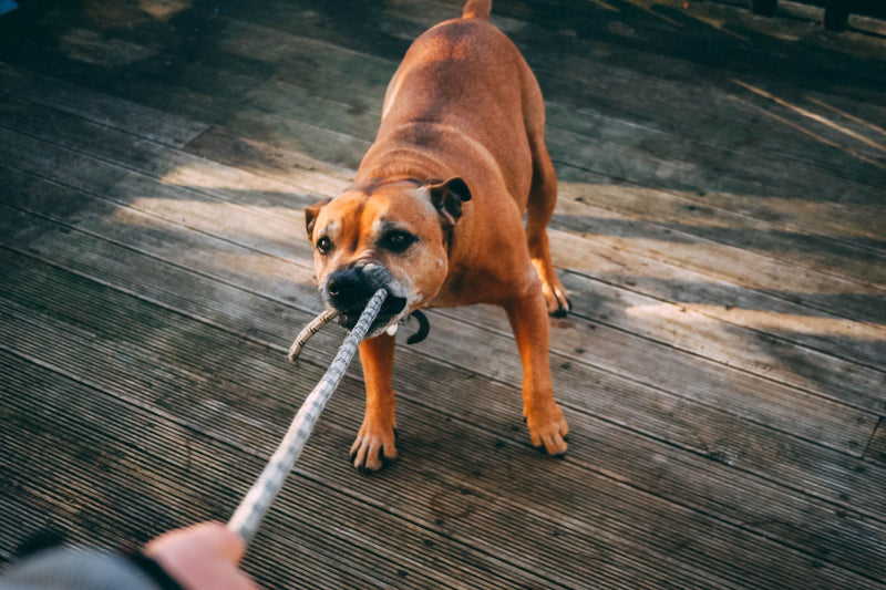 Perro tirando de la correa
